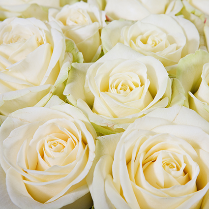 Flowers. Collect Your own bouquet! Rose stem length 50-60 cm. Price is indicated for one rose.