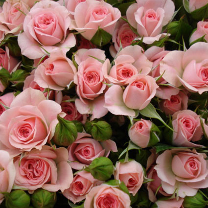 Flower delivery. Price is indicated for one rose.