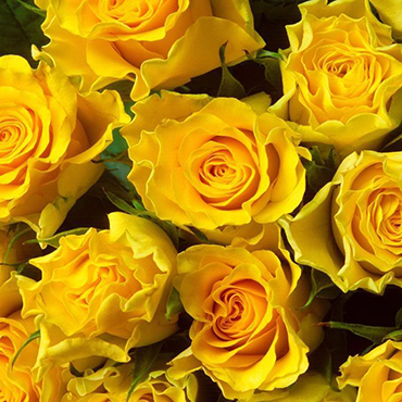 Flowers delivery. Collect Your own bouquet!  Roses about 50-60 cm high. Price is indicated for one rose.