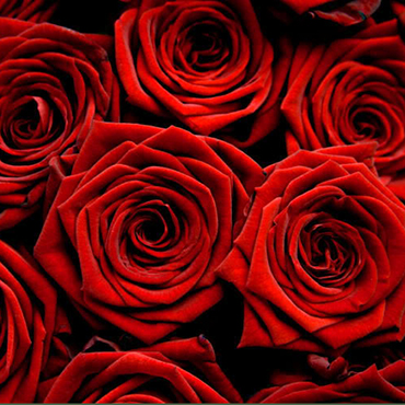 Flowers in Riga. Collect Your own bouquet!  Roses about 70 - 80 cm high. Price is indicated for one rose.