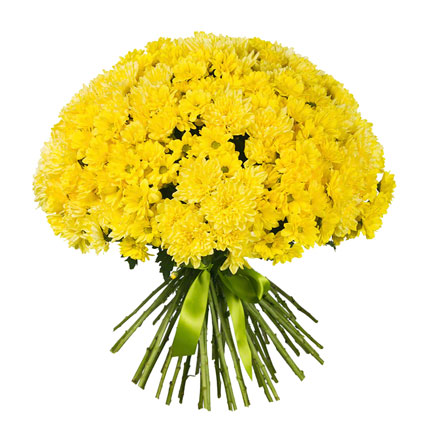 Flowers in Riga. Voluminous bouquet of 45 yellow chrysanthemums.