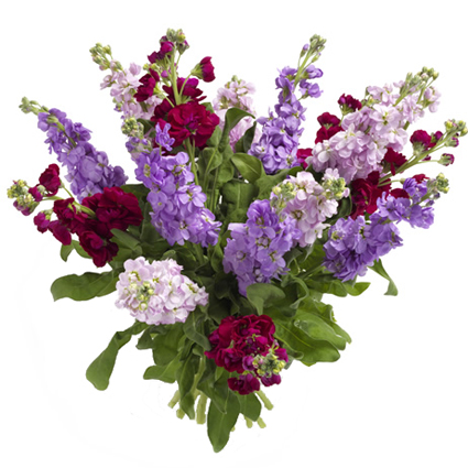 Flowers delivery. Bouquet of 25 multicolored gillyflowers.