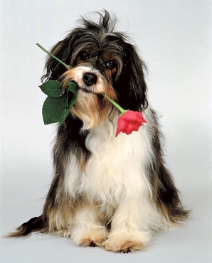 Flowers delivery. Is it hard to decide, which flowers to order?
Let our florists create something special