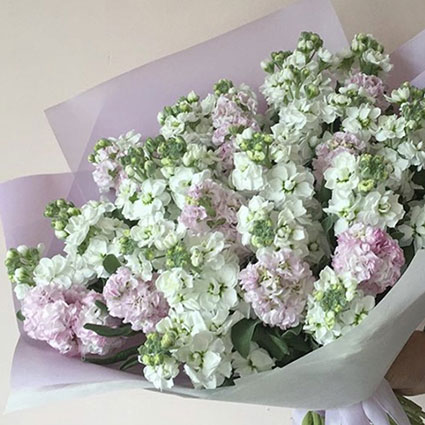 An elegant bouquet of 29 or 19 matthiola