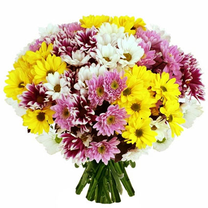 Flowers delivery. Bouquet of 25 chrysanthemums in four different colors: white, yellow, pink and dark pink.