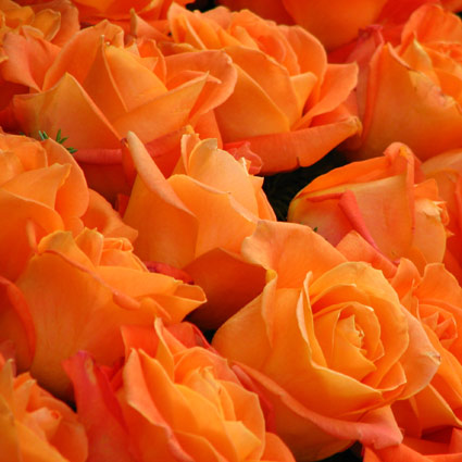 Flowers on-line. Collect Your own bouquet! Roses about 50-60 cm high. Price is indicated for one rose