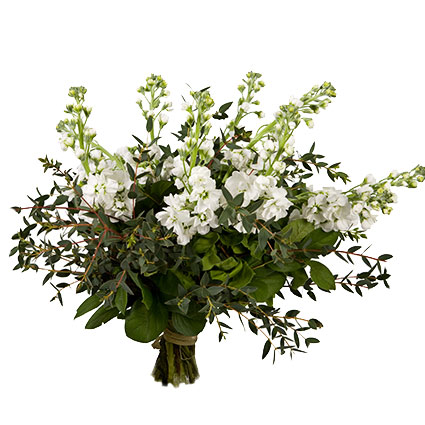Flowers delivery. Bouquet of 19 white gillyflowers with seasonal greens.