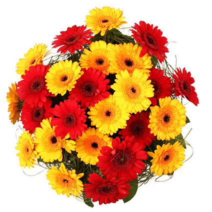 Flower delivery Latvia. Bouquet of 25 or 19 red and yellow gerberas and decorative foliage