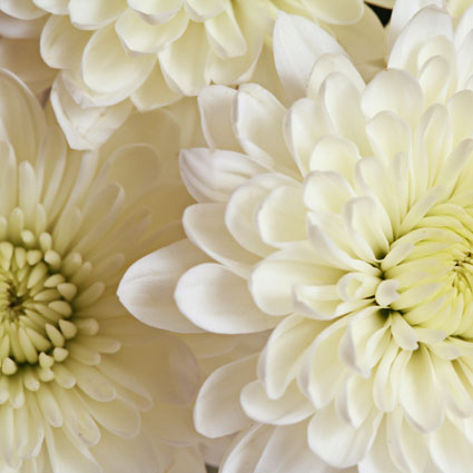 Flowers in Riga. Price is indicated for one chrysanthemum.