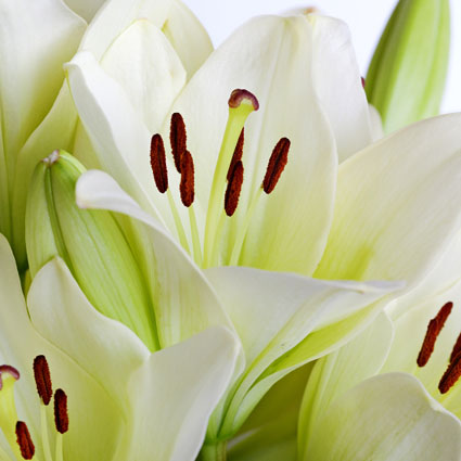 Flower delivery Latvia. Collect Your own bouquet! Price is indicated for one lilie.