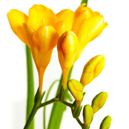 Flower delivery Riga. Price is indicated for one freesia.