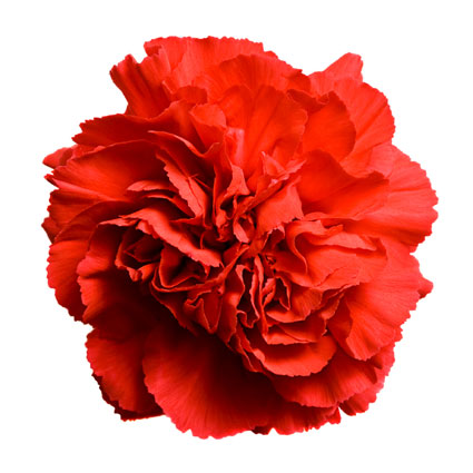 Flower delivery Riga. Price is indicated for one carnation.